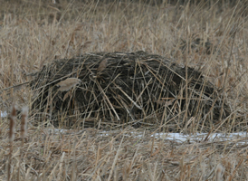 Common Muskrat